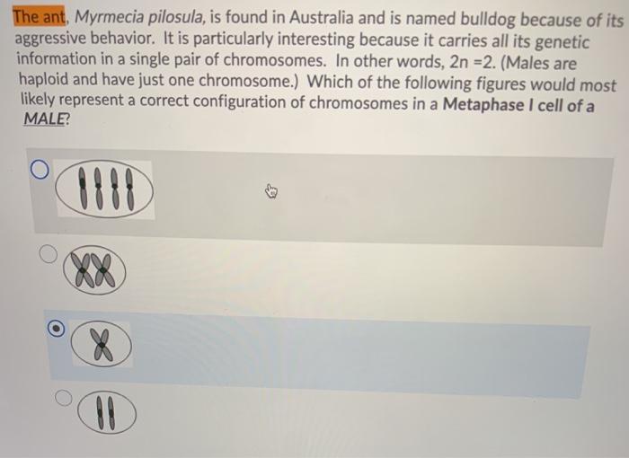Solved The ant, Myrmecia pilosula, is found in Australia and | Chegg.com