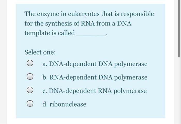 enzyme responsible for synthesis of rna primer in eukaryotes