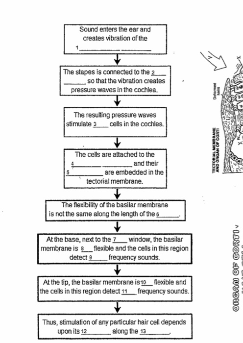Solved Sound enters the ear and creates vibration of the The | Chegg.com