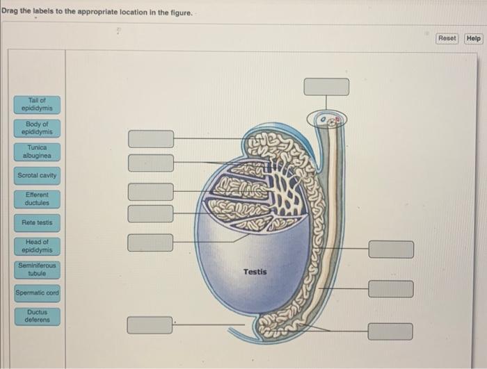 Drag The Labels To The Appropriate Location In The Figure. – George's Blog