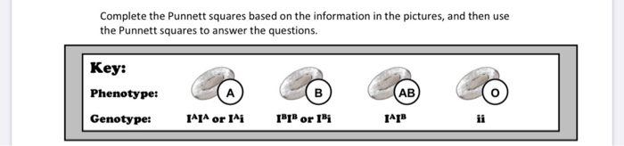 Solved Complete the Punnett squares based on the information | Chegg.com