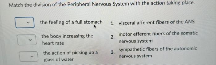 Solved Match the division of the Peripheral Nervous System | Chegg.com