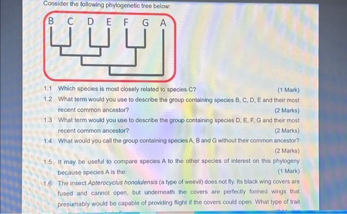 Solved Consider The Following Phylogenetic Tree Below: | Chegg.com