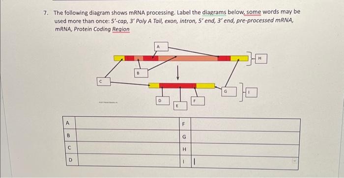 Solved 7. The following diagram shows mRNA processing. Label | Chegg.com