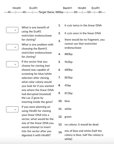 Solved You wish to clone the linear piece of DNA (map shown | Chegg.com