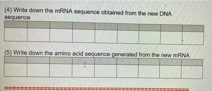 Solved The following is a stretch of DNA sequence. Answer | Chegg.com