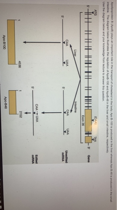 Solved Apolipoprotein B (ApoB) plays an important role in | Chegg.com