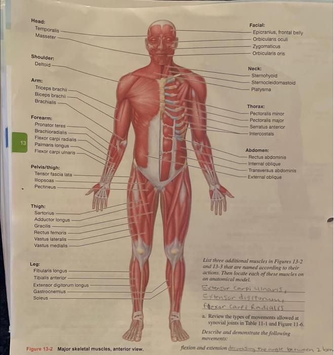 Solved 4. Relative size of the muscle: The names of some | Chegg.com