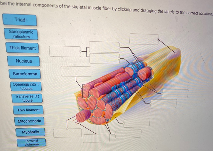 Solved bel the internal components of the skeletal muscle | Chegg.com