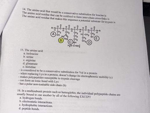 Solved 14. The amino acid that would be a conservative | Chegg.com