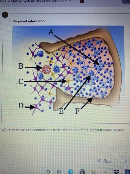 Solved he Circulatory System: Blood Vessels and Circul | Chegg.com