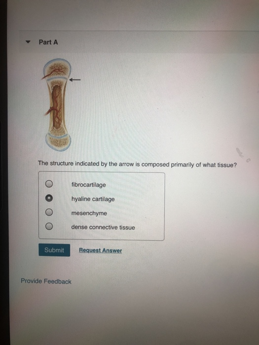 Solved Part A The structure indicated by the arrow is | Chegg.com