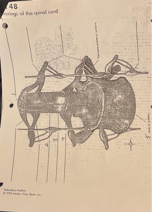 [Solved] 48 verings of the spinal cord ThibodeouPotion O