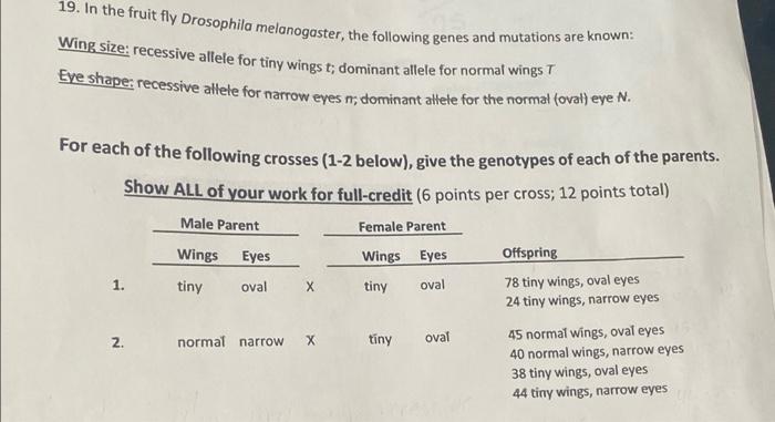 Solved 19. In the fruit fly Drosophila melanogaster, the | Chegg.com