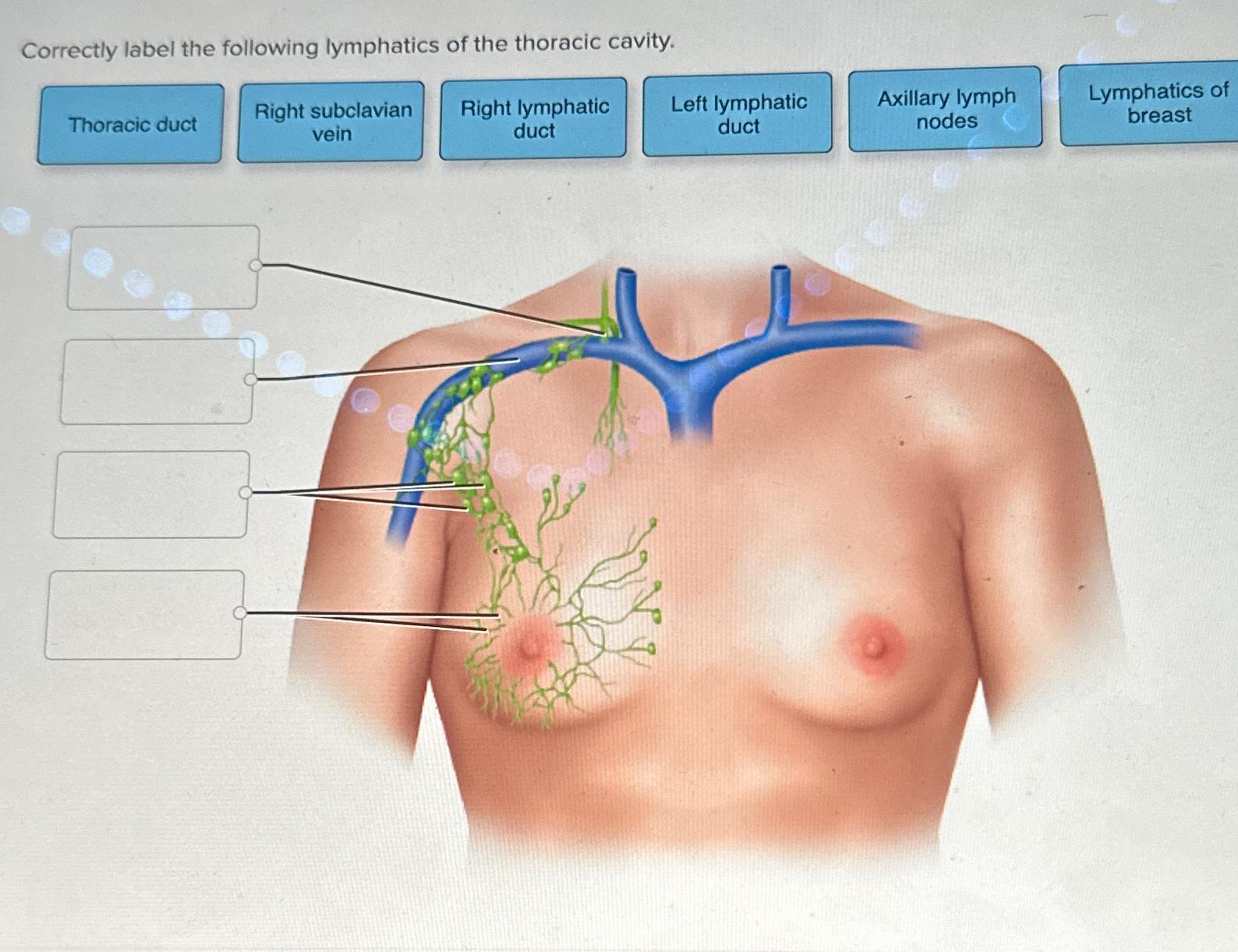 Solved Correctly label the following lymphatics of the | Chegg.com