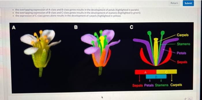 Solved Regulatory Network in Fioral Development Mutations in | Chegg.com