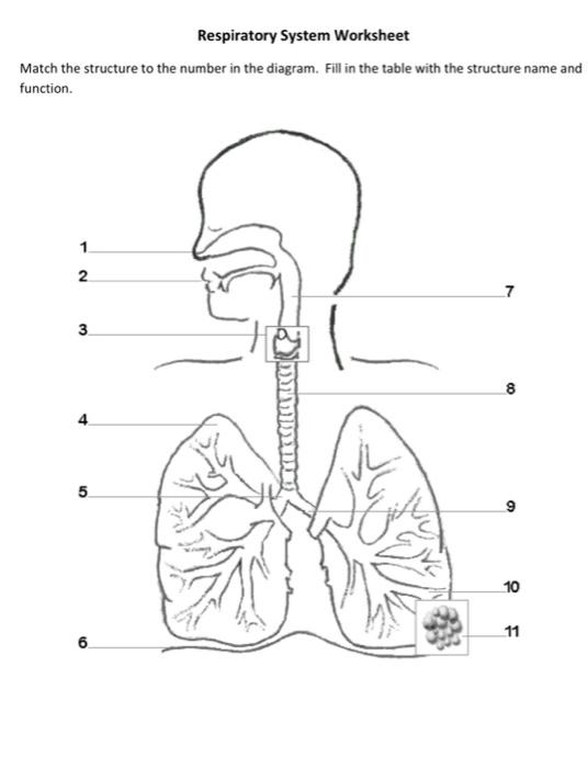 respiratory system diagram for kids worksheet