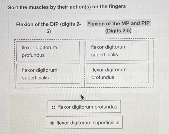 Solved Sort the muscles by their action(s) on the fingers | Chegg.com