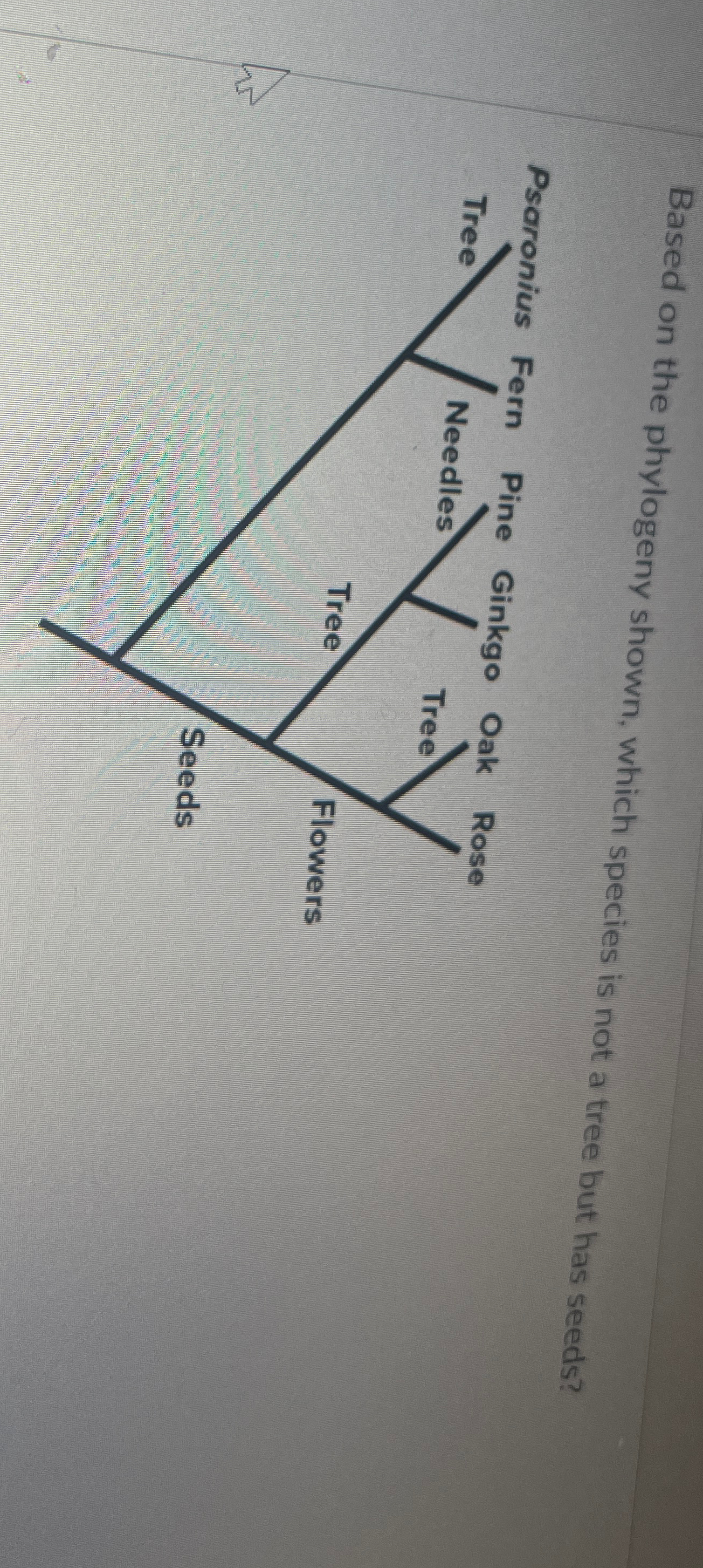 Solved Based on the phylogeny shown, which species is not a | Chegg.com
