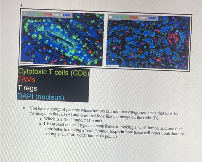 Solved Cytotoxic T cells (CD8) TAMS Tregs DAPI (nucleus) a. | Chegg.com