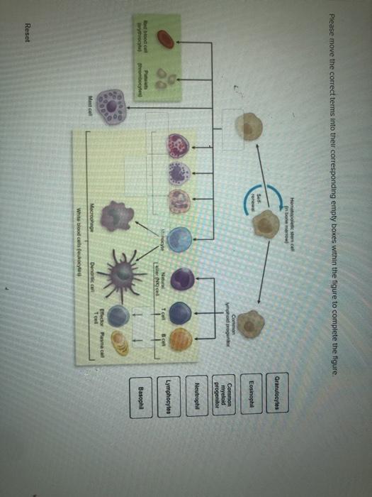 Solved Please move the correct terms into their | Chegg.com