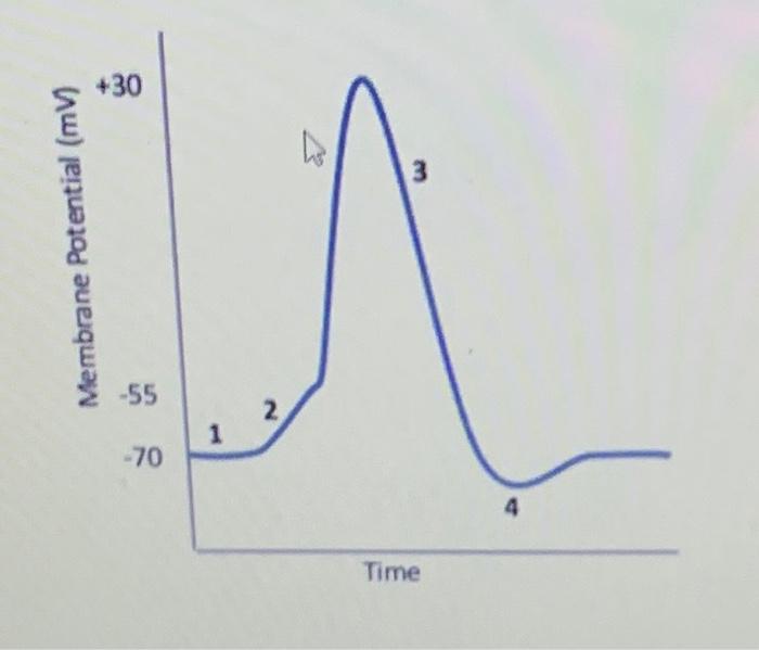Solved answer the following regarding the action potential | Chegg.com