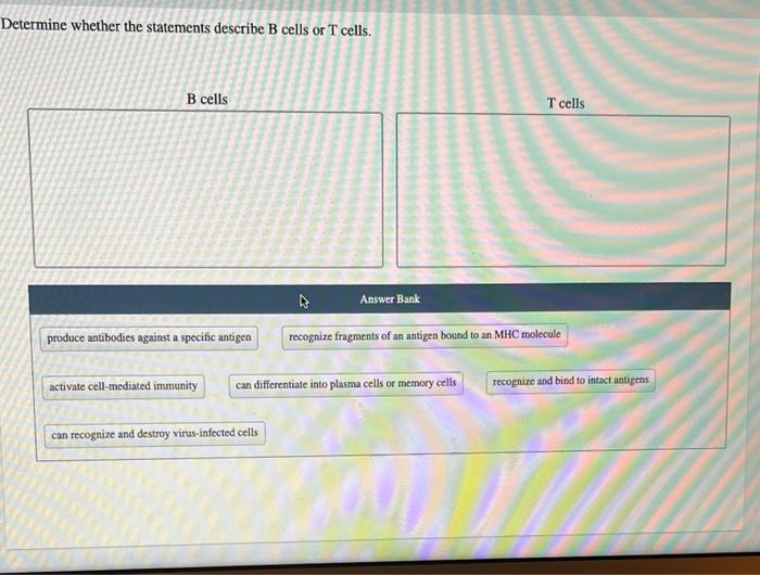 Solved Determine Whether The Statements Describe B Cells Or | Chegg.com