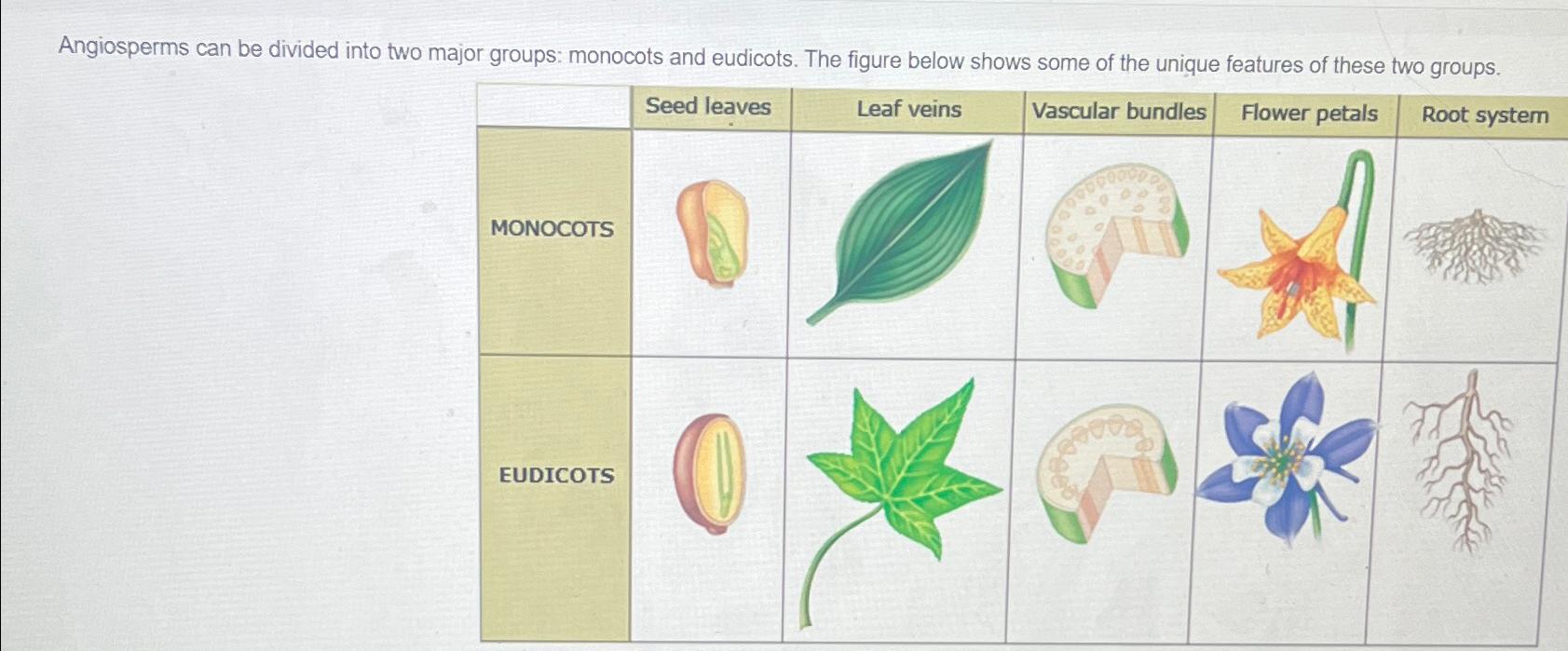 Solved Angiosperms can be divided into two major groups: | Chegg.com