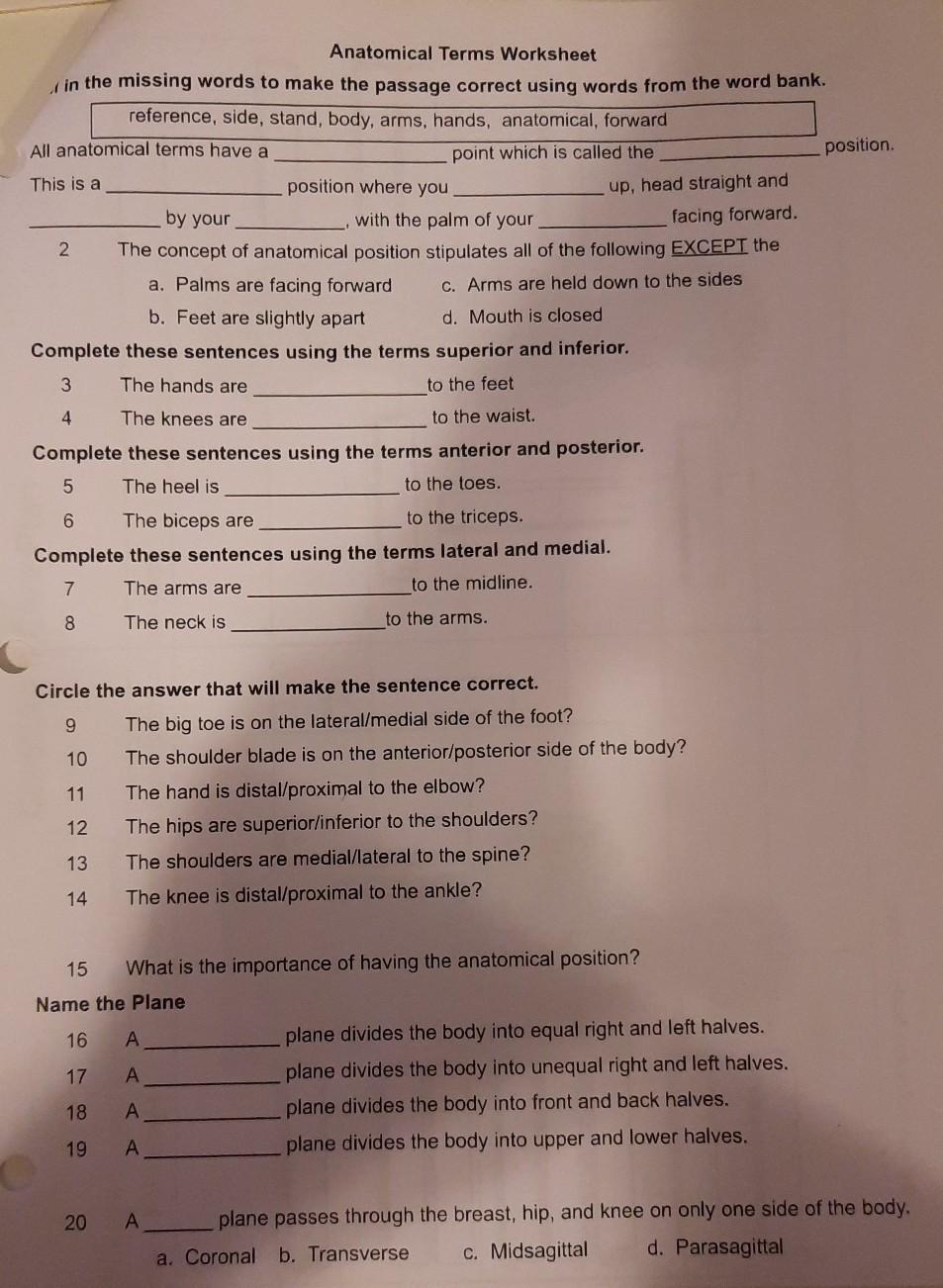 Solved Anatomical Terms Worksheet in the missing words to  Chegg.com In Anatomical Terms Worksheet Answers