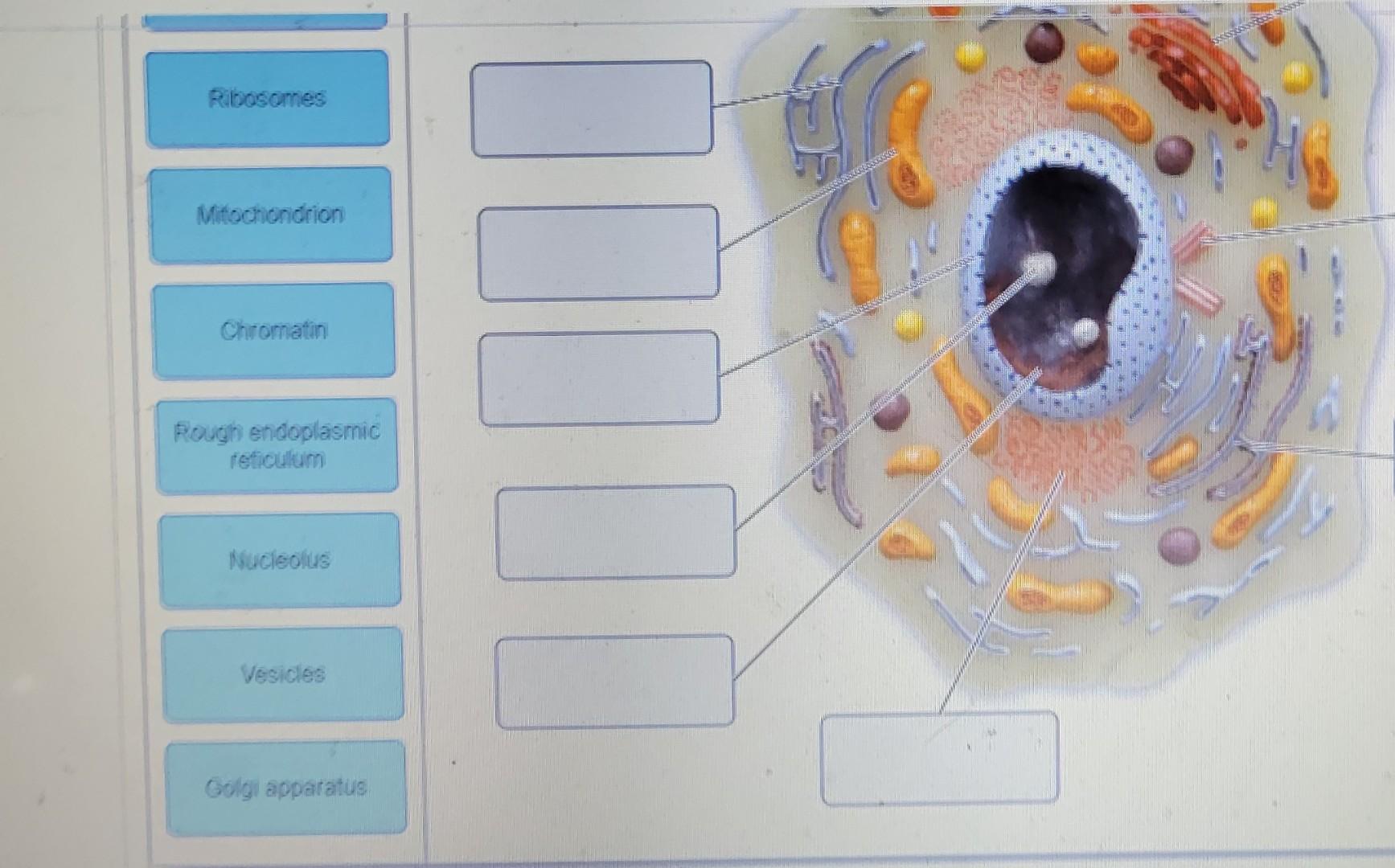 labelled diagram of ribosomes