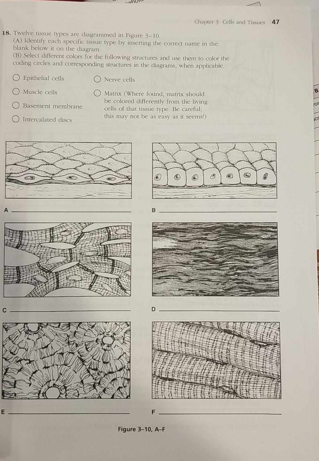 11 Chapter 3 Cells And Tissues SireadMartine