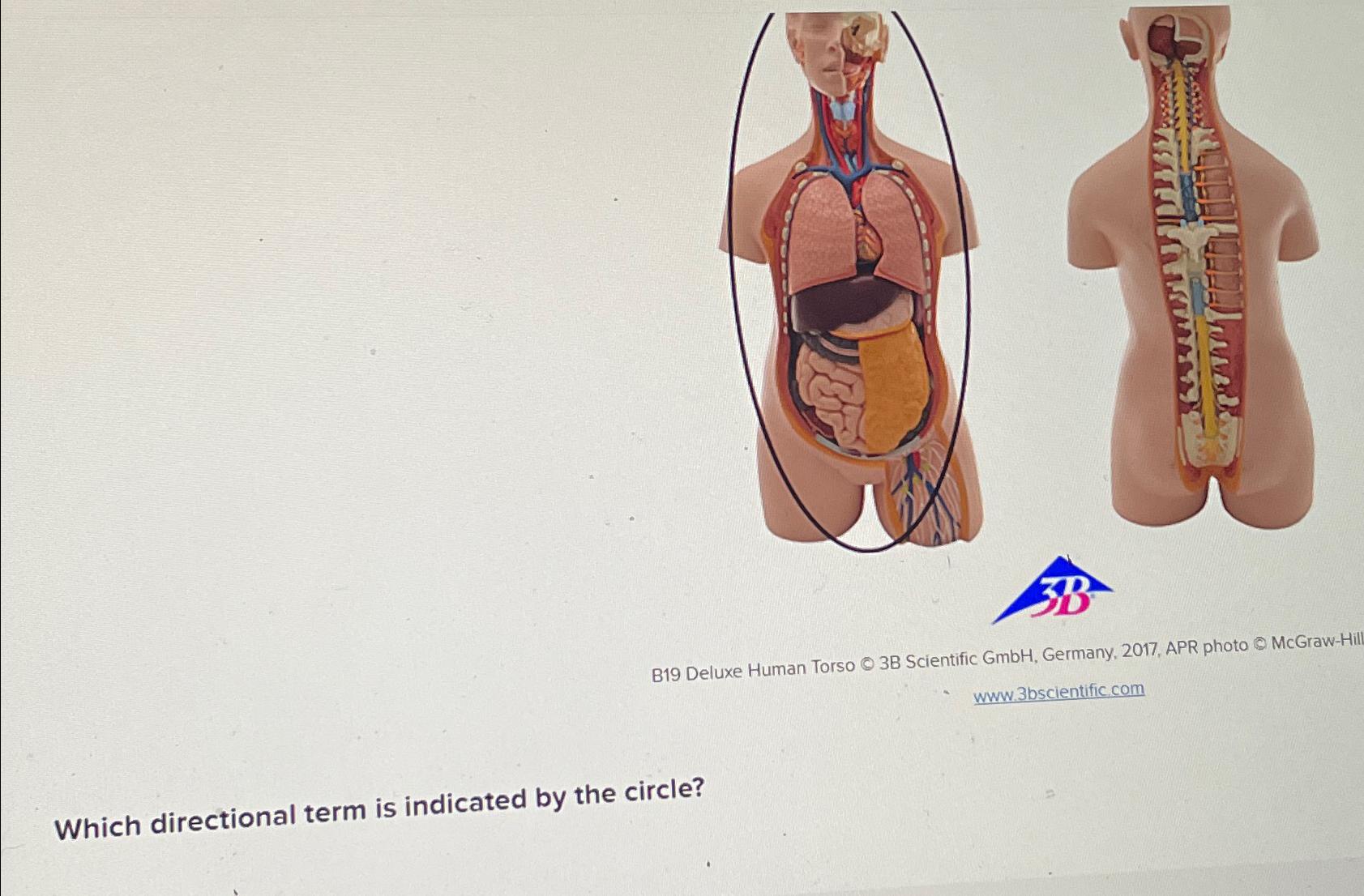 Solved B19 ﻿Deluxe Human Torso 3B ﻿Scientific GmbH, | Chegg.com