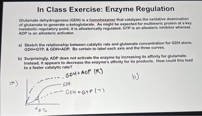 In Class Exercise: Enzyme Regulation
Glutamate dehydrogenase (GDH) is a homohexamer that catalyzes the oxidative deamination