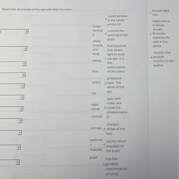 Solved Match the structures of the eye with their function | Chegg.com