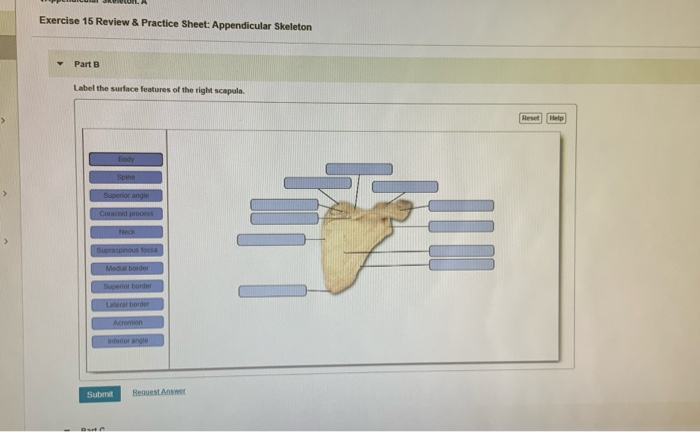 Solved Exercise 15 Review & Practice Sheet: Appendicular | Chegg.com
