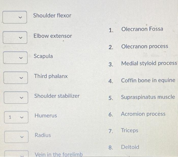 Solved Shoulder flexor 1. Olecranon Fossa Elbow extensor | Chegg.com