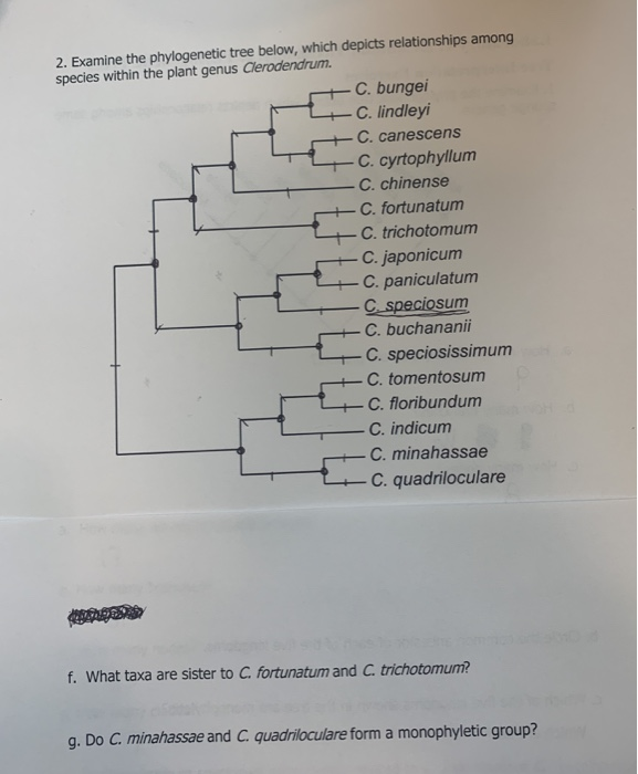 Solved 2. Examine the phylogenetic tree below, which depicts | Chegg.com