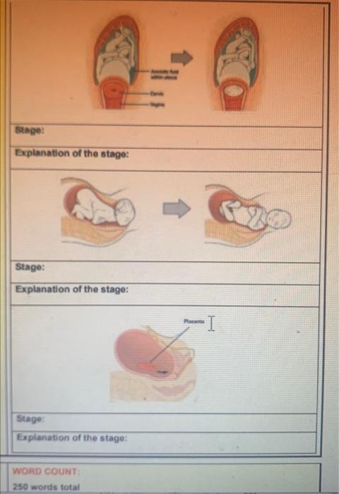 Solved Stage: Explanation of the stage: Stage: Explanation | Chegg.com