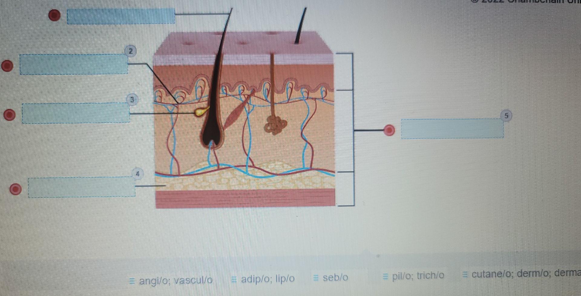 Solved angi/o; vascul/o adip/o; lip/o = seb/o =pillo;