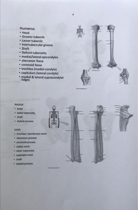 Humerus
• Head
• Greater tubercle
• Lesser tubercle
Intertubercular groove
. Shaft
• Deltoid tuberosity
• medial/lateral epic