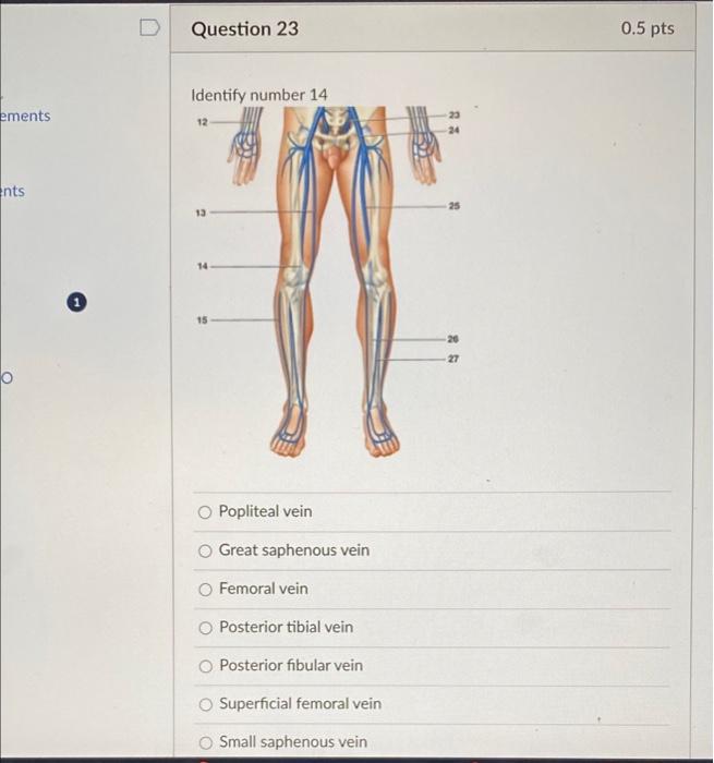 superficial femoral vein