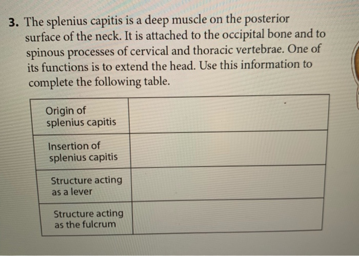 3 The Splenius Capitis Is A Deep Muscle On The Chegg Com