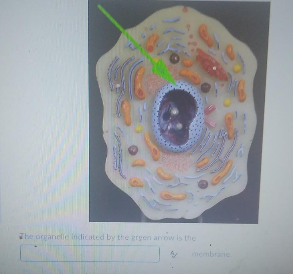 Solved The organelle indicated by the green arrow is the | Chegg.com