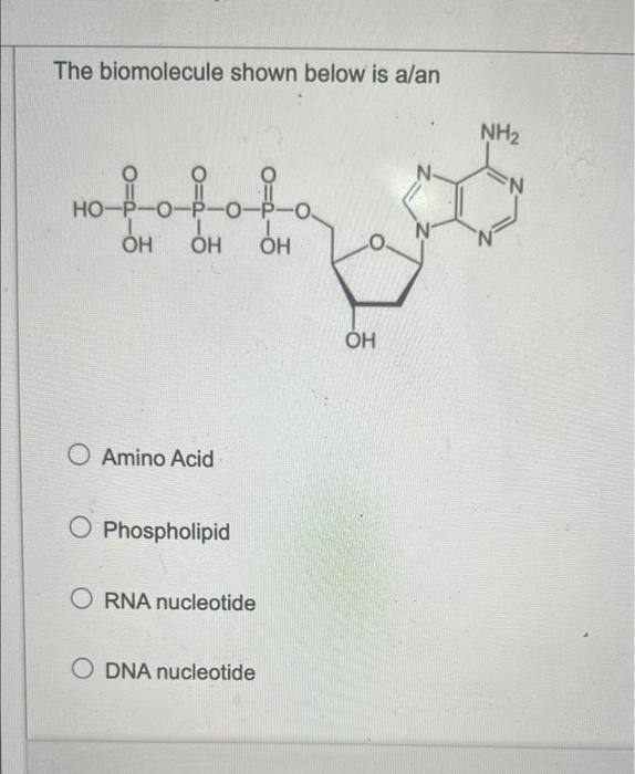 Solved The biomolecule shown below is alan NH2 N HO-P-0- | Chegg.com