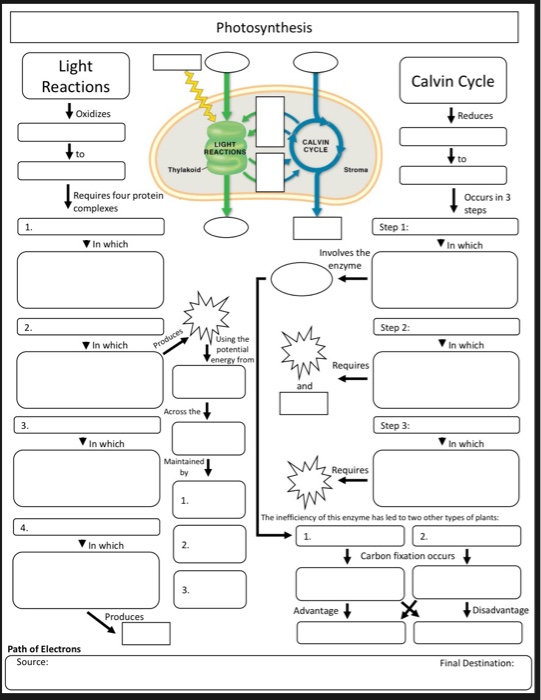 photosynthesis graphic organizer