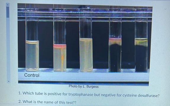 Solved Control Photo by L. Burgess 1. Which tube is positive | Chegg.com