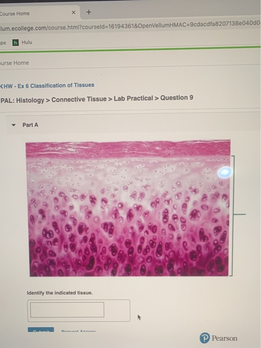 Pal Histology Epithelial Tissue Lab Practical Chegg 