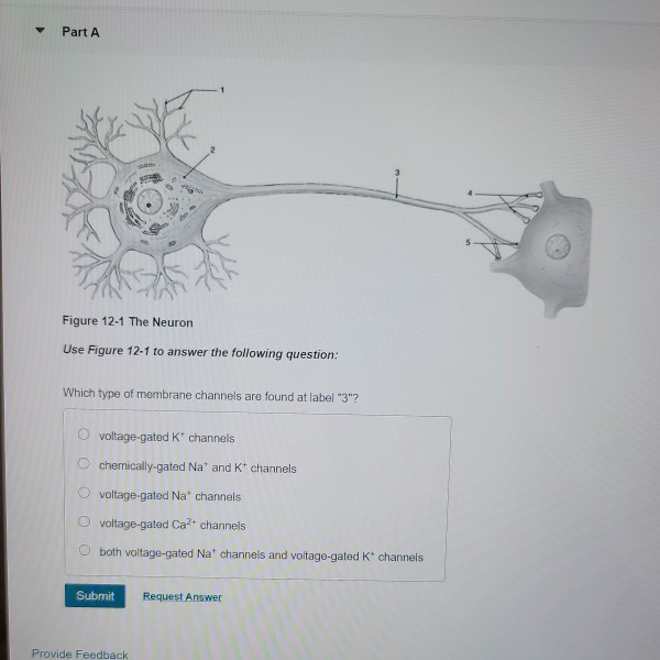 Solved Part A Figure 12-1 The Neuron Use Figure 12-1 to | Chegg.com