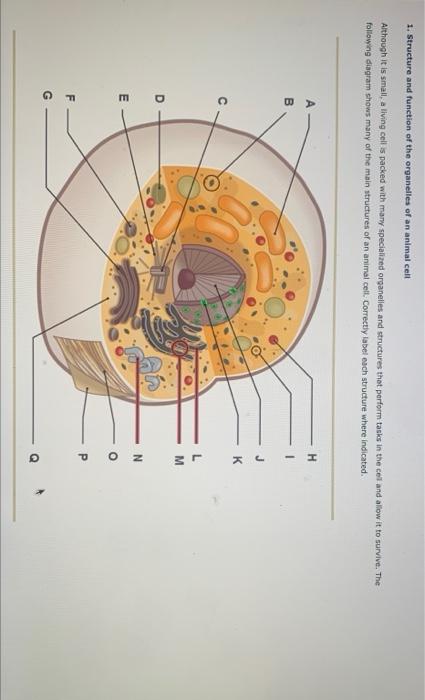 1. Structure and function of the organelles of an 