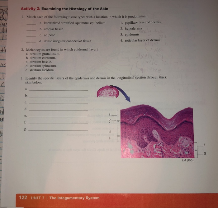 free nerve endings histology